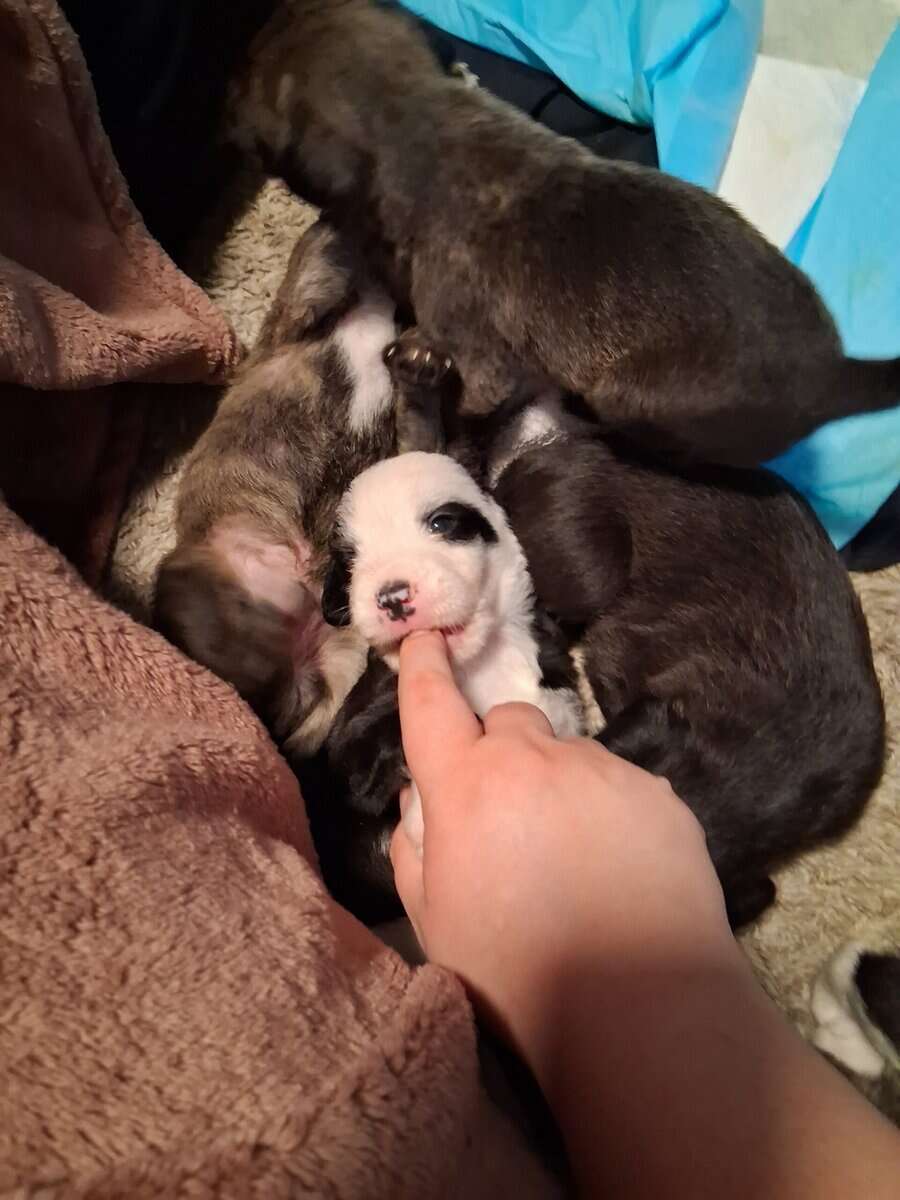 PITOODLE PUPPIES image 4
