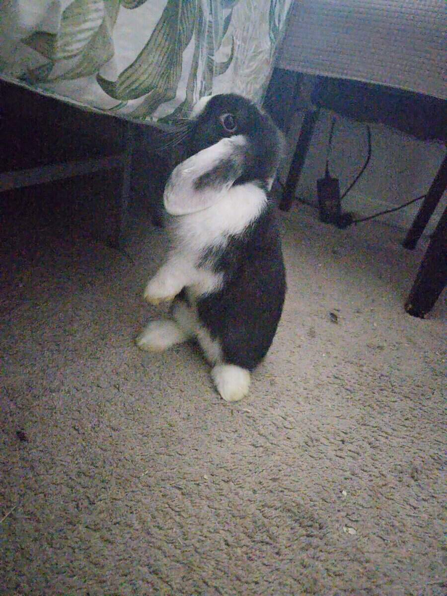 Zack, a Holland Lop Rabbit image 1