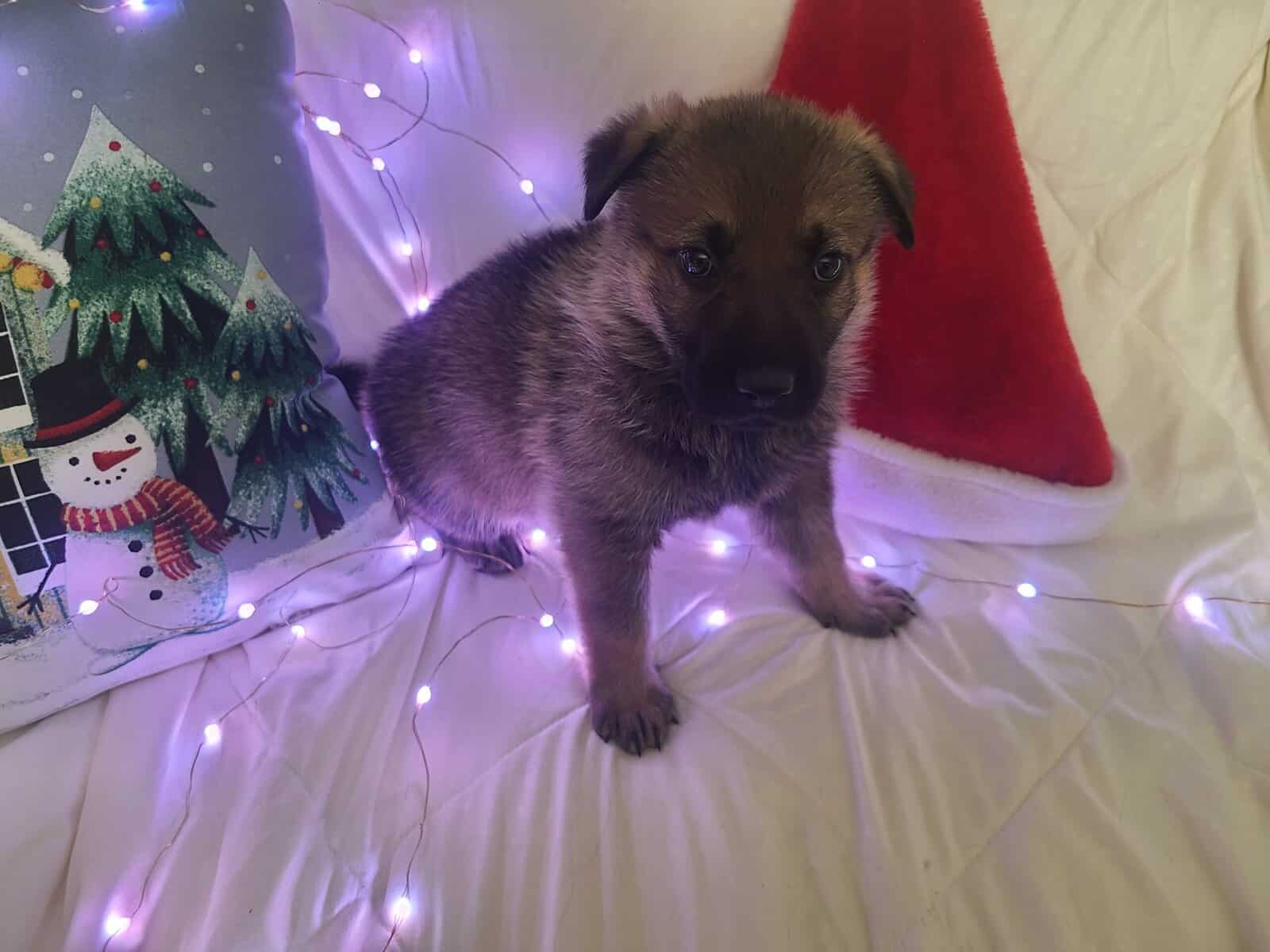 Wolf / German Shepherd Puppies - Teddy Bear image 4
