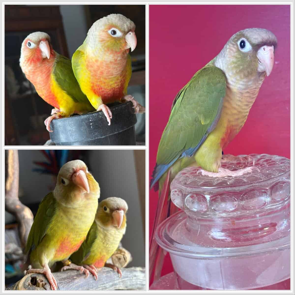 Greencheek Conures- Pineapple image 1
