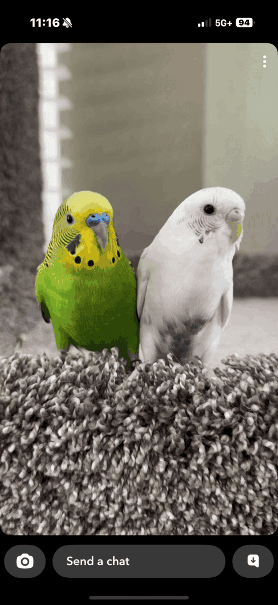 Male and Female Parakeets image 2