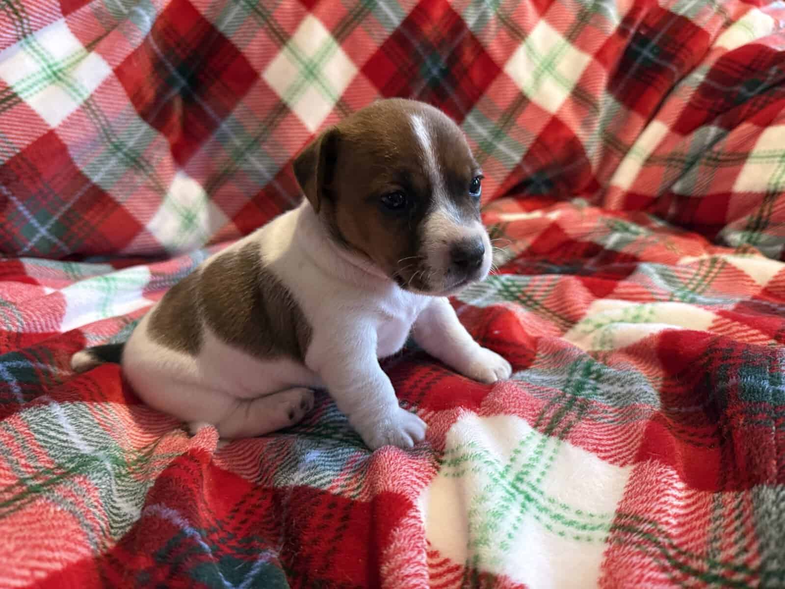 AKC JACK RUSSELL TERRIER PUPPIES “SHORTIES” image 5