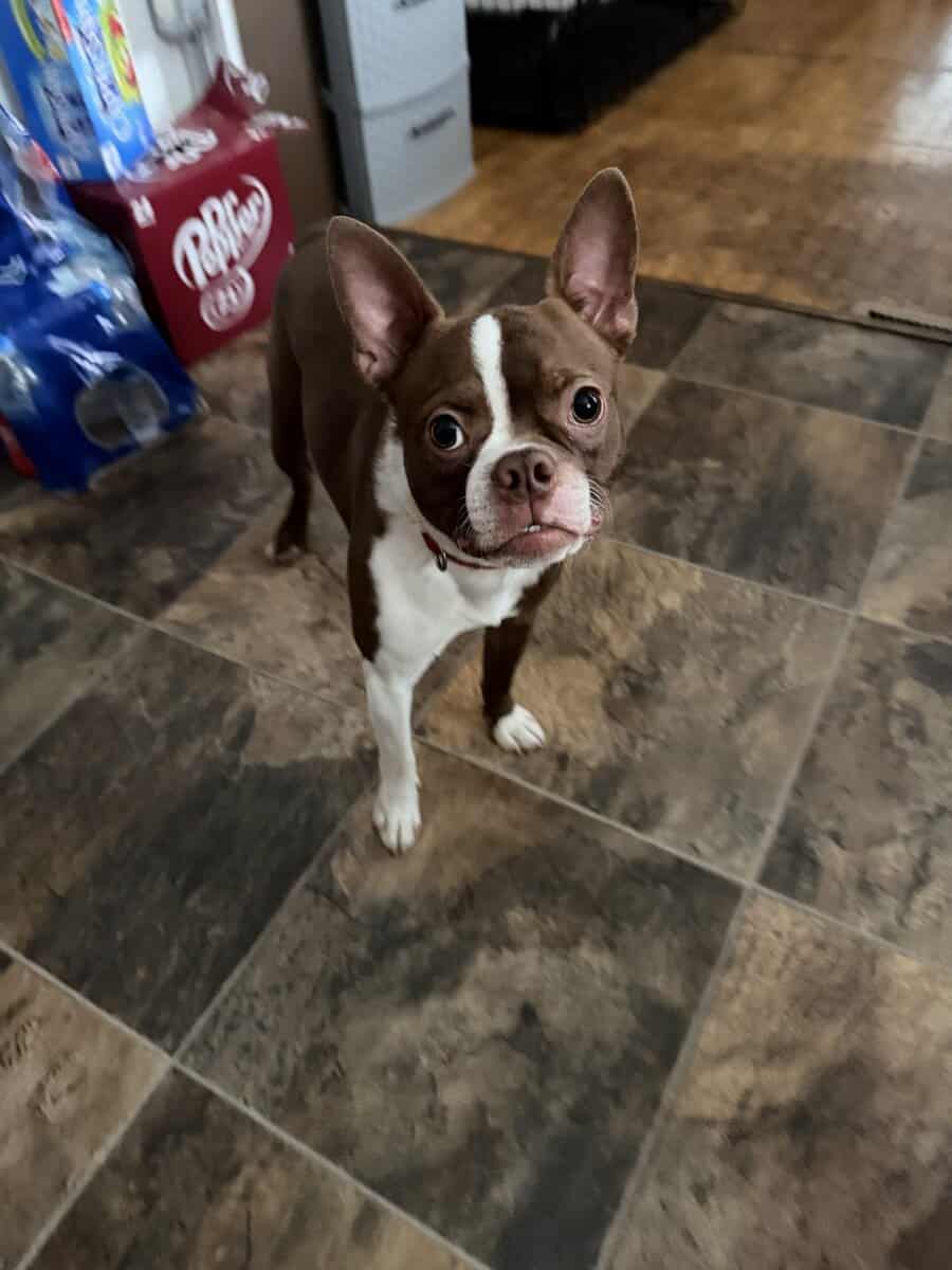 Boston terrier image 1