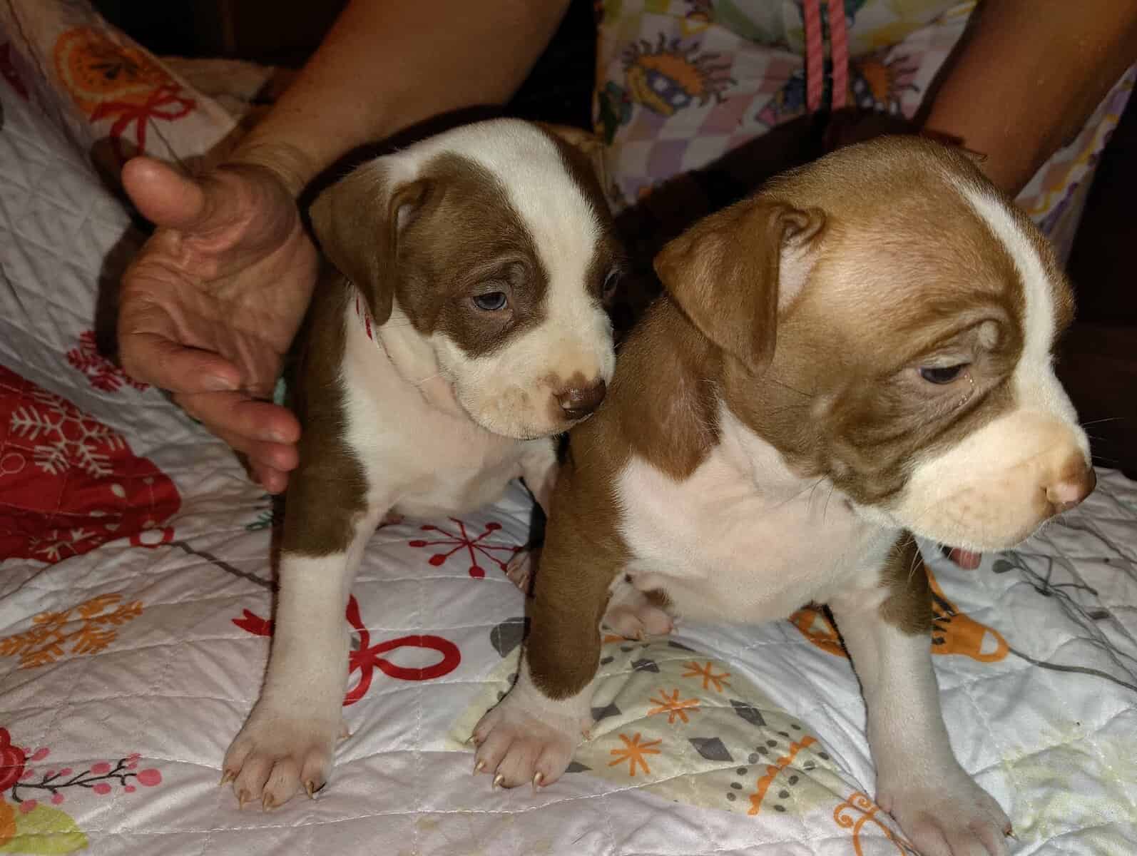 Christmas Pups image 7