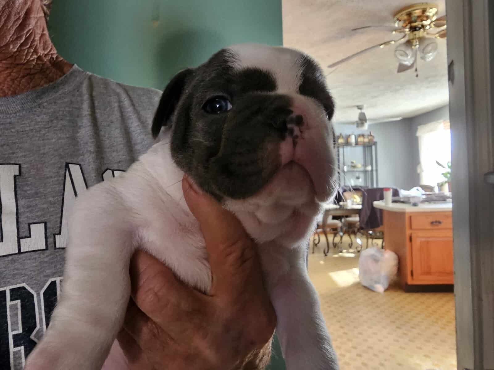 French bulldog puppies image 1