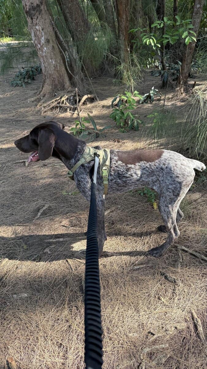 Male German Shorthaired Pointer puppy image 7
