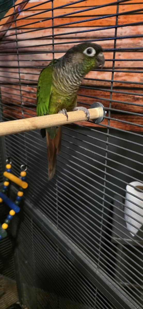 Gus the Conure image 2