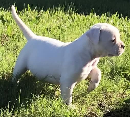 American Bulldog puppies image 4