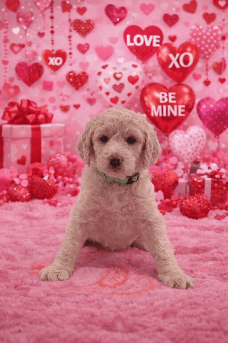 Labradoodle puppies available image 2