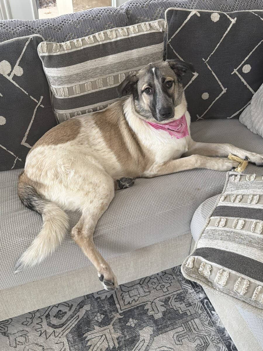 German Shepherd Mix free to a good home image 3