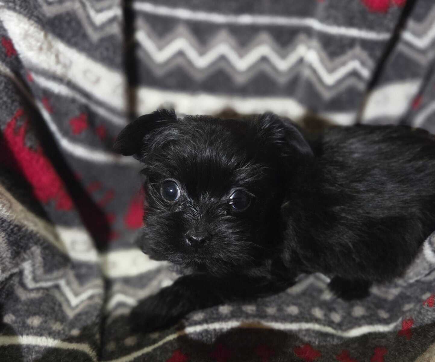 Shorkie Pups image 4