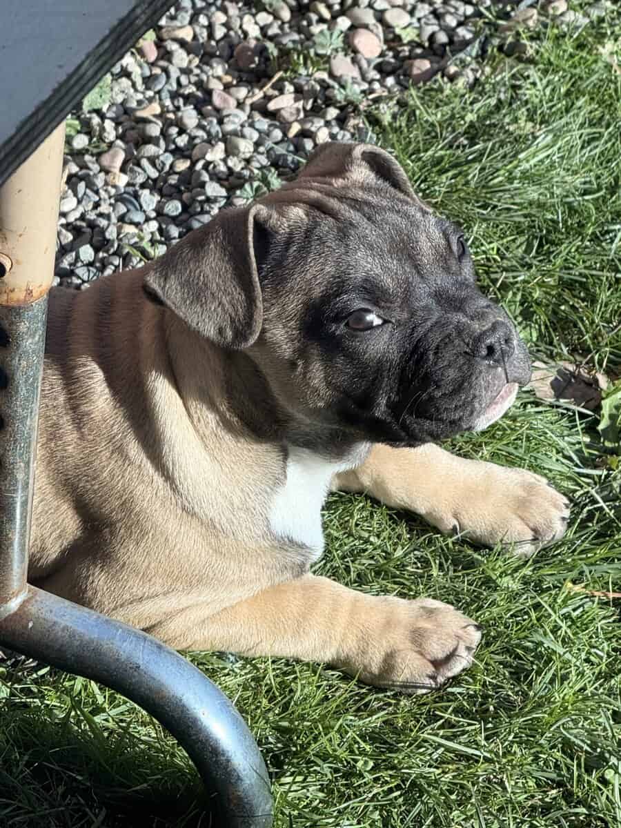 Exotic hybrid bully puppies image 6