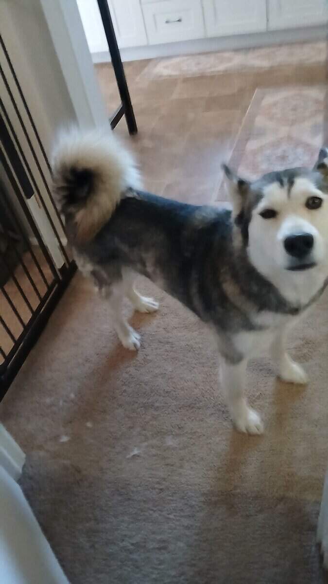 Sophie, Sweet loving playful small Husky age 3 image 2