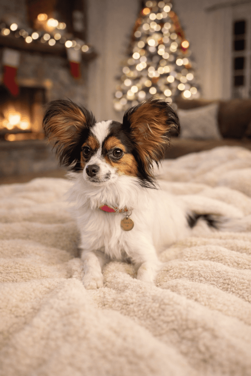 Locked and loaded Papillon Pups image 5