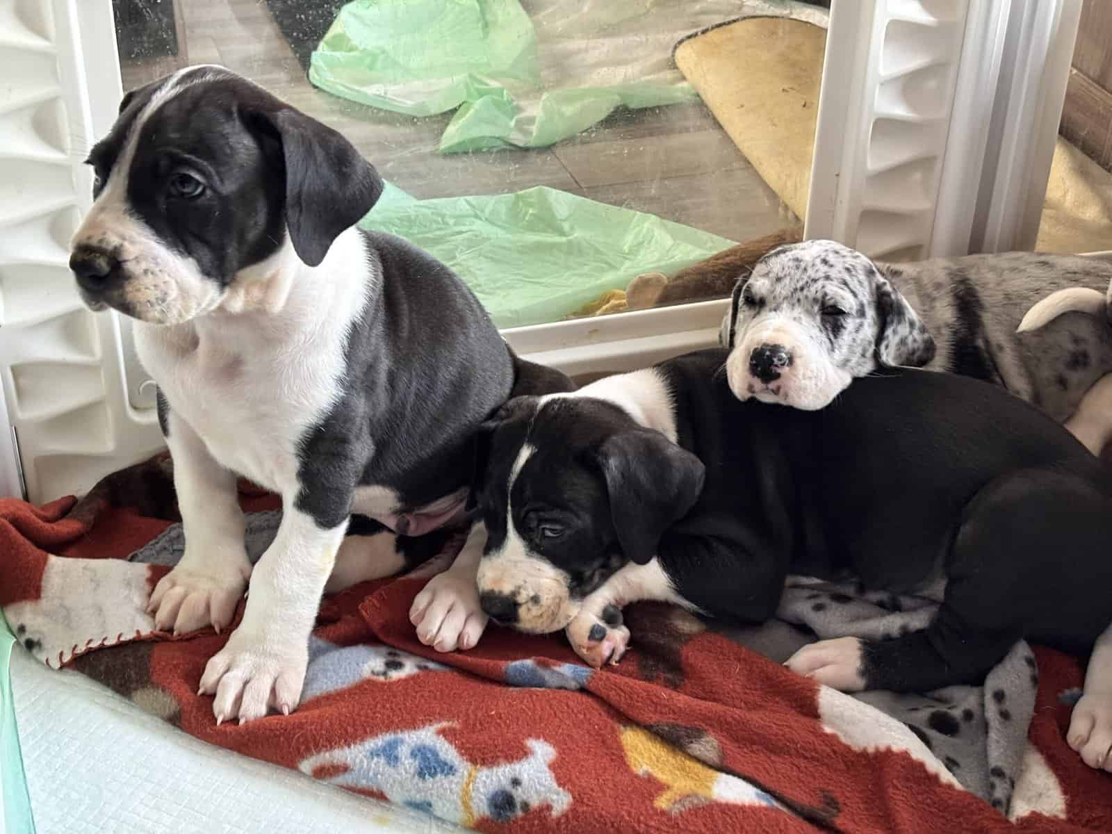 Great Dane puppies image 13