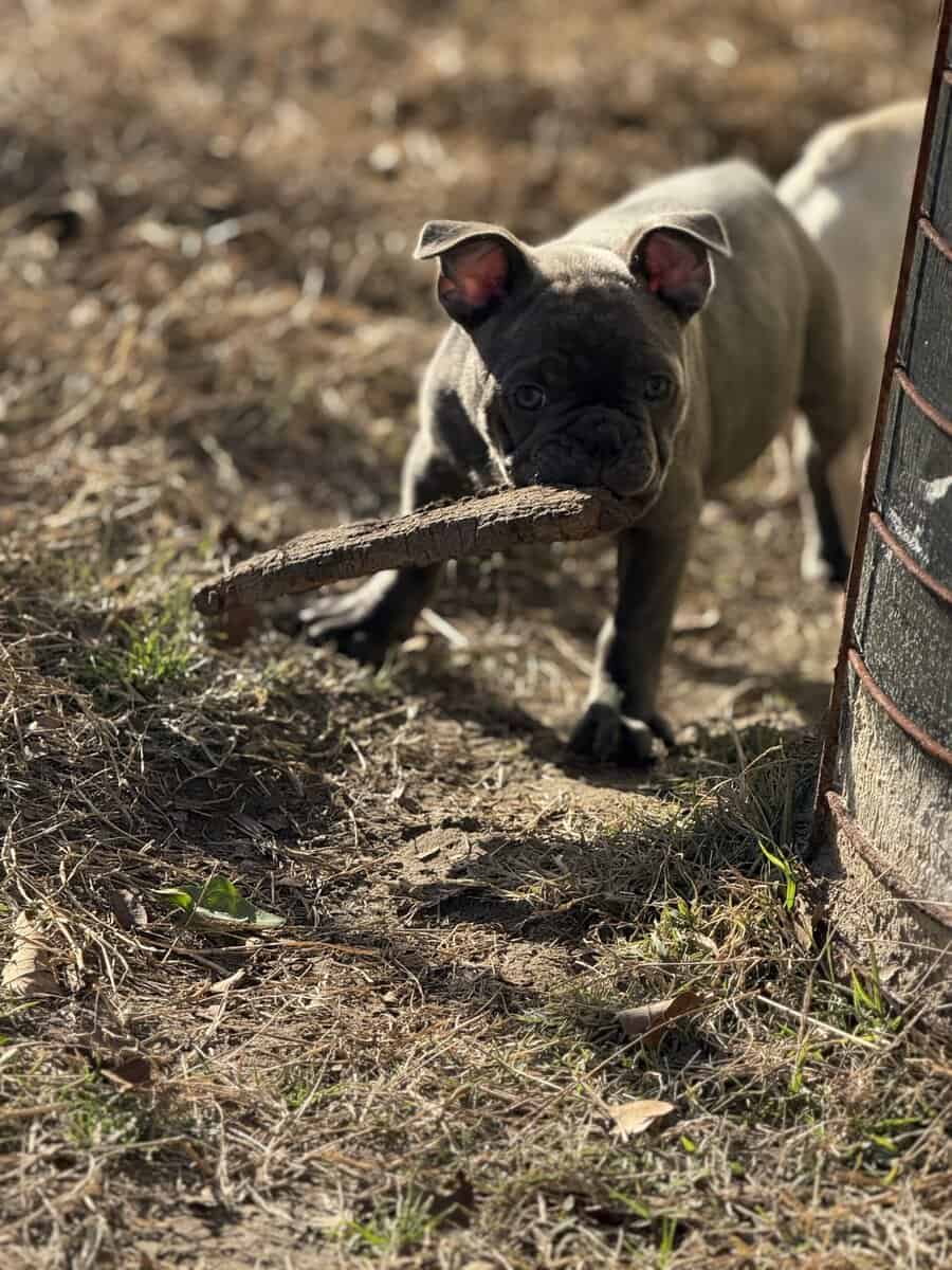 Purebred French bulldog pups image 3