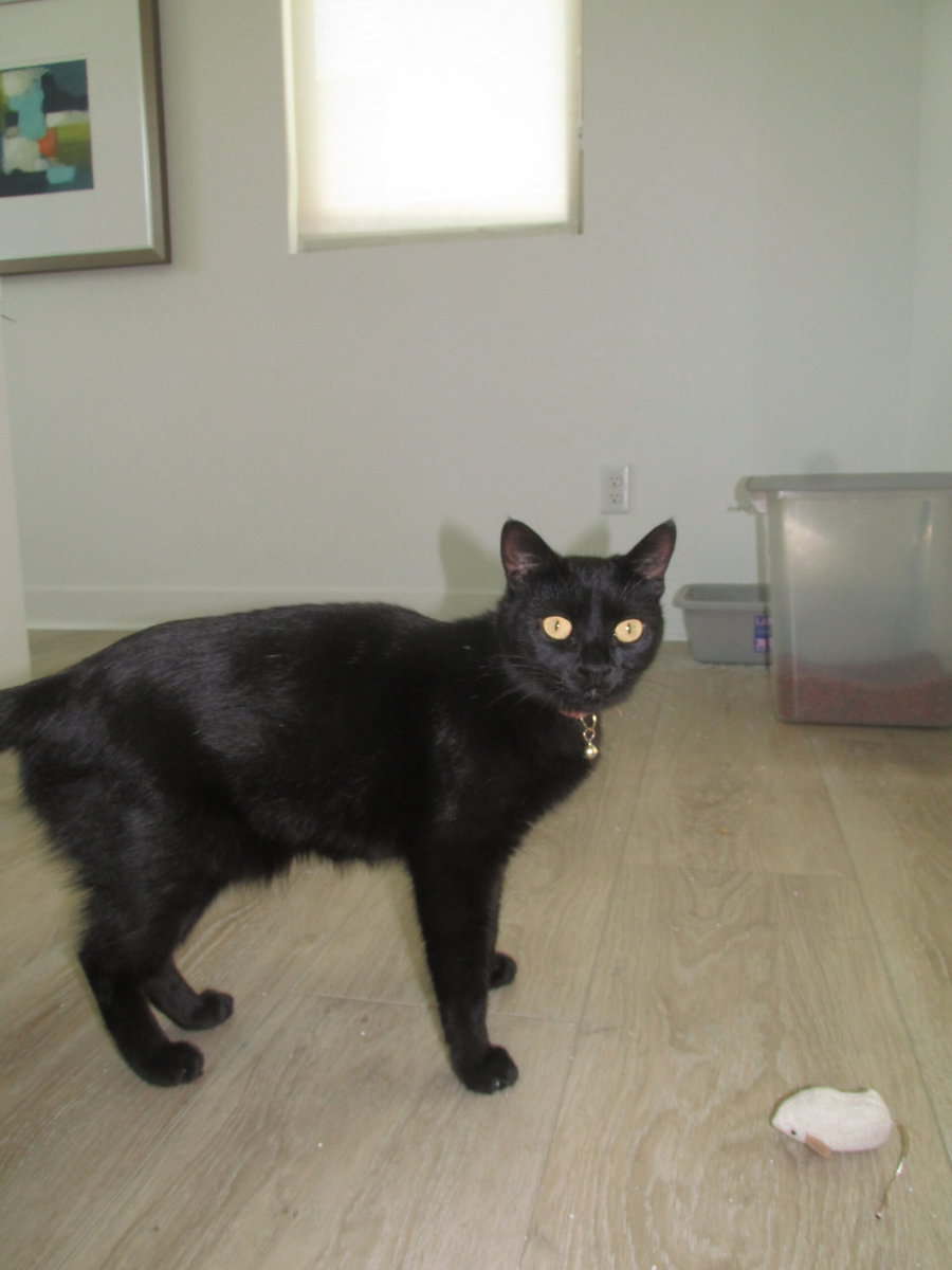 Female cat needs to be rehomed image 1