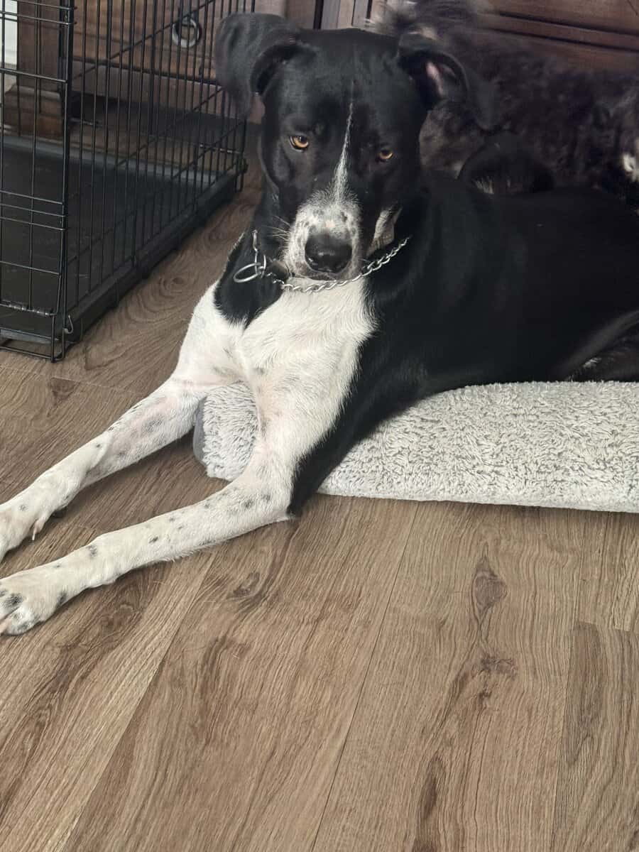 Sweet 2-Year-Old Pointer Mix Seeking a Loving Fore image 1