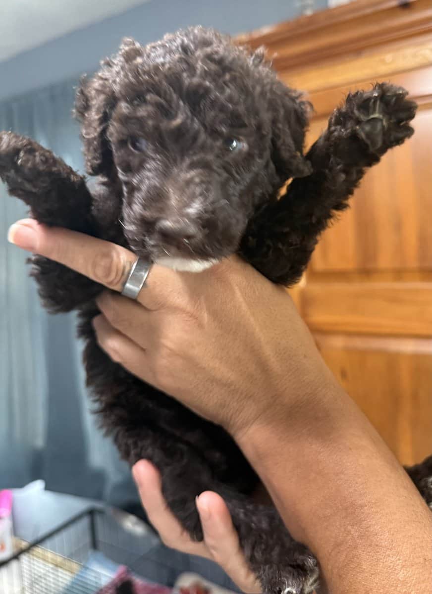 Goldendoodle image 2