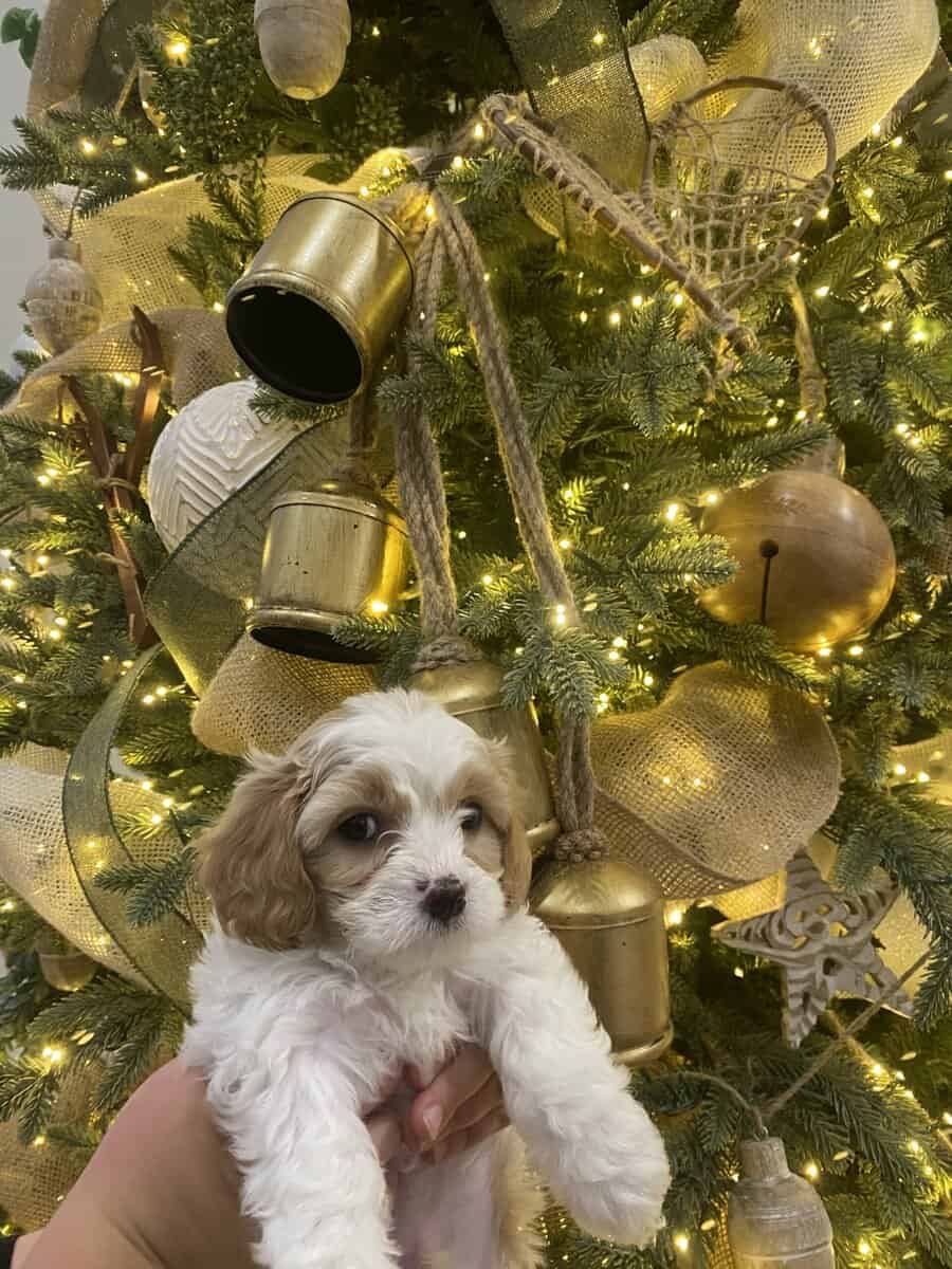 Cavachon Puppies image 4