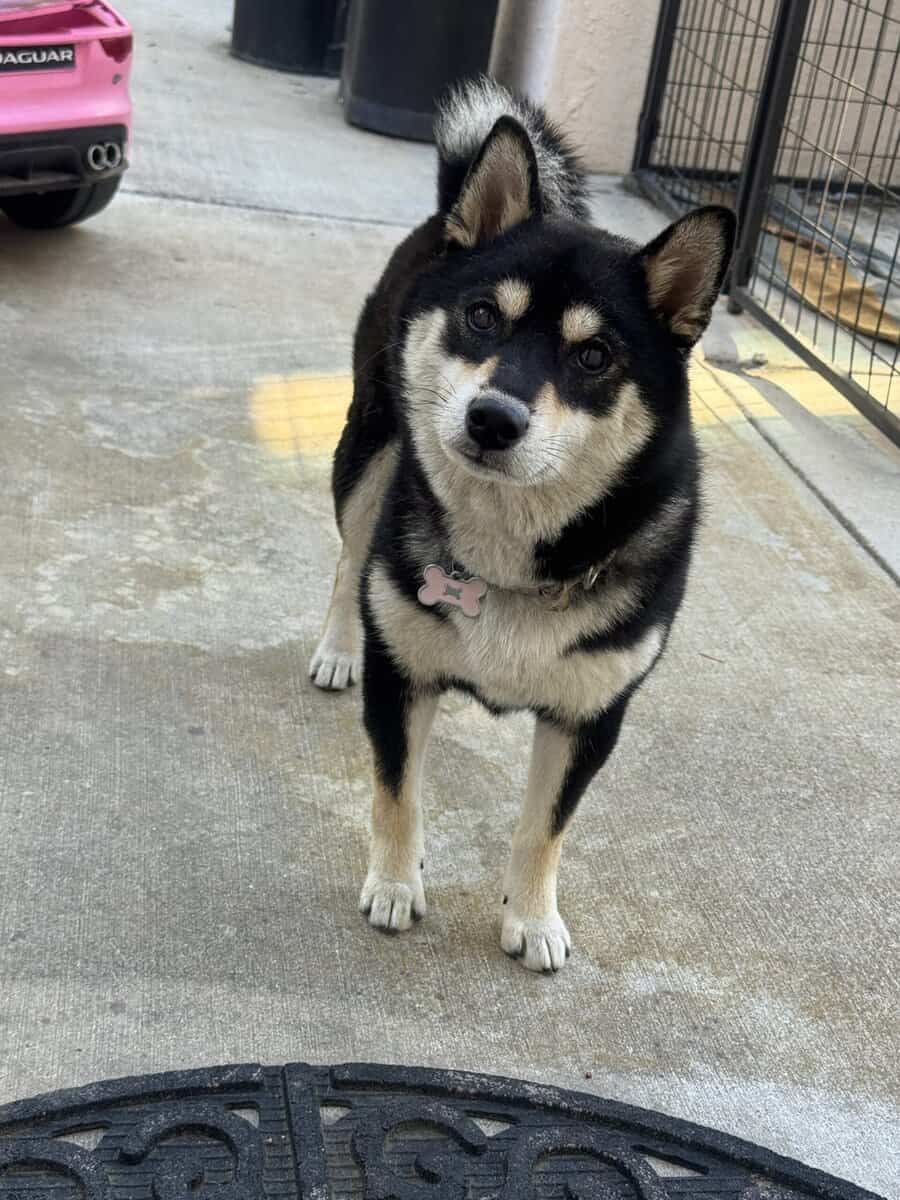 Japanese Imported Shiba Girl image 1