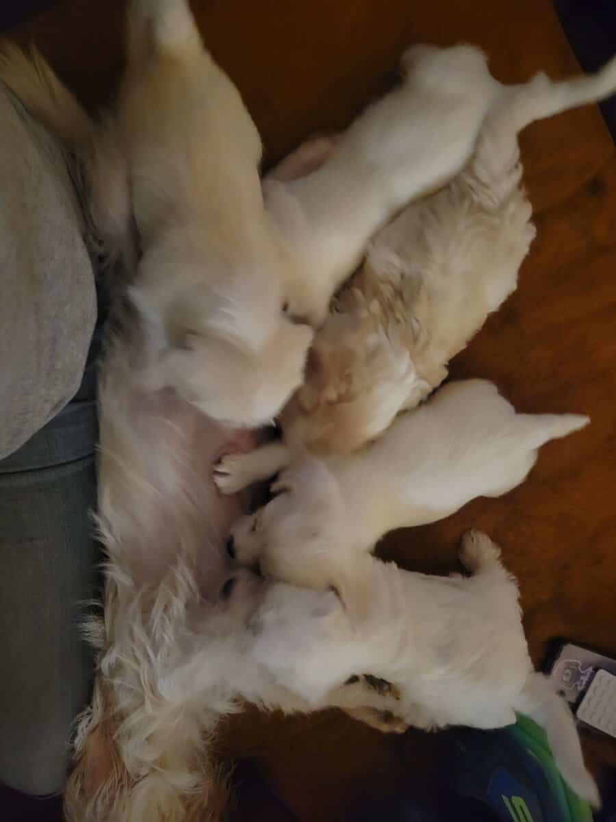 Puppy for sale image 1