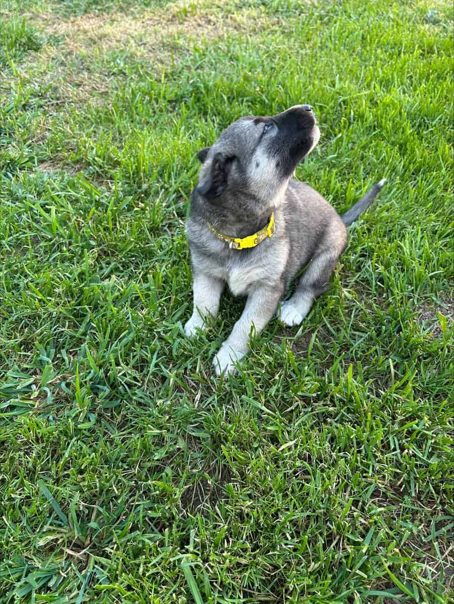 Anatolian and German Shepherd 50-50 mix image 17