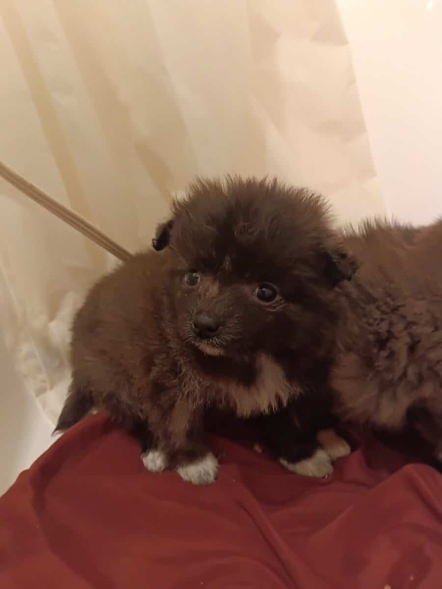 Porkies (pomeranian and Yorkie) image 9
