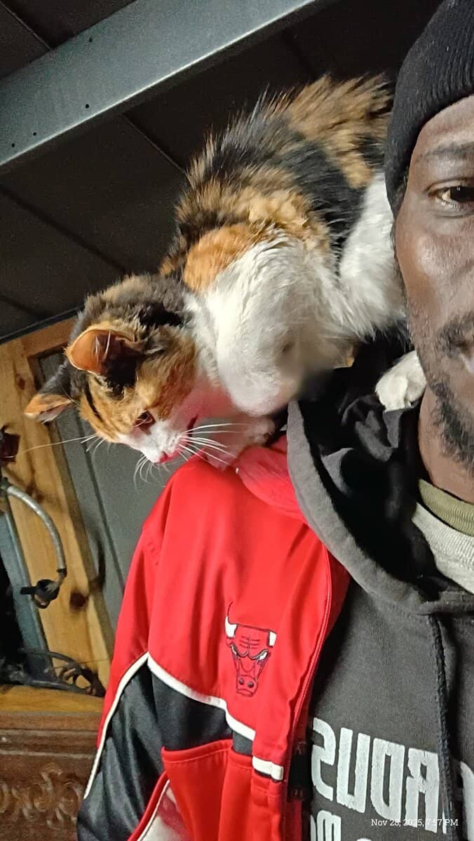 Calico kitten image 3