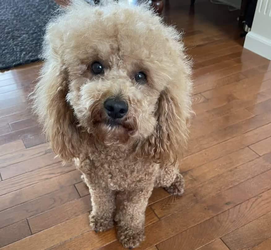 F3 petite mini goldendoodle male image 1