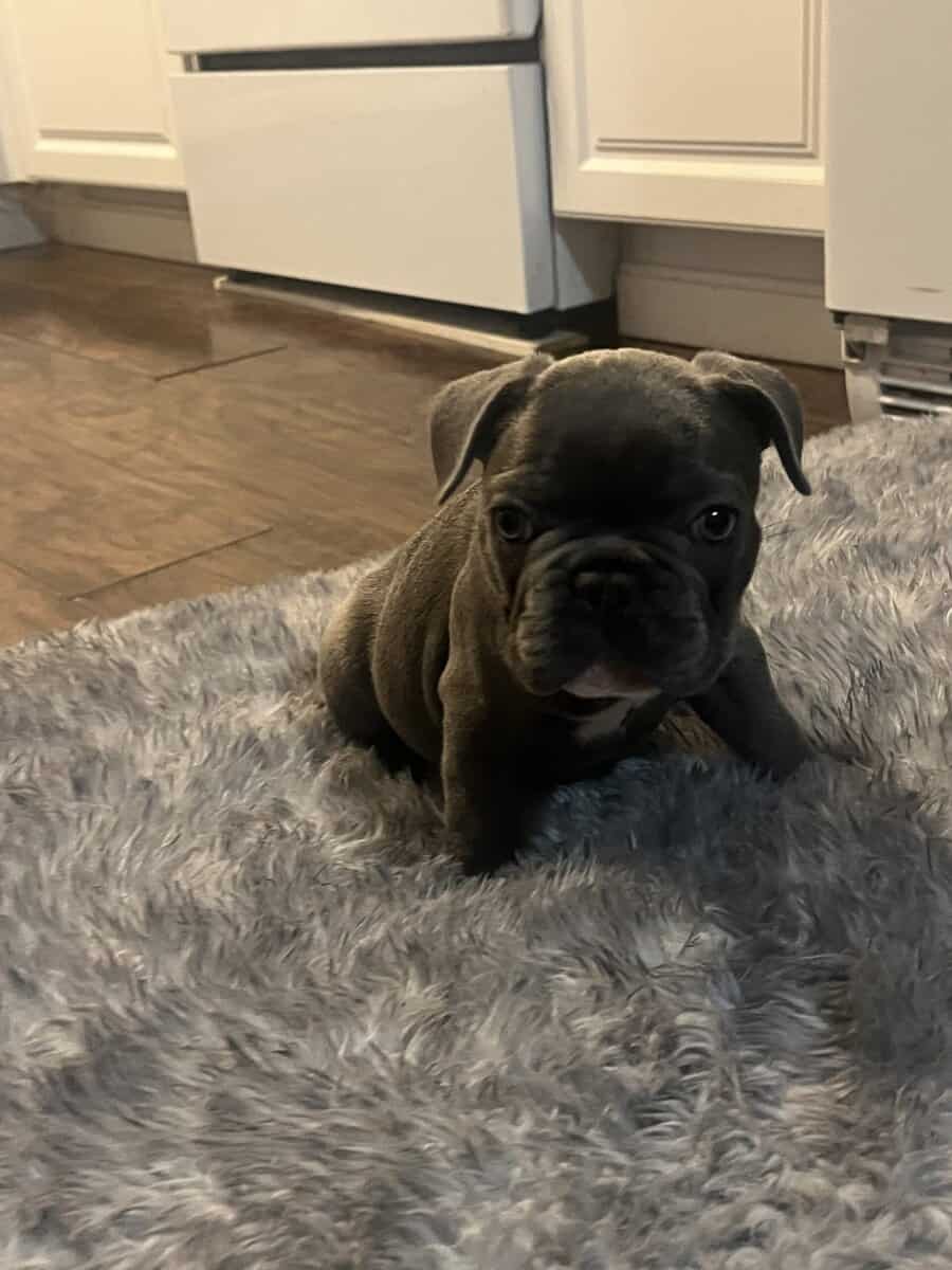 Frenchie image 6