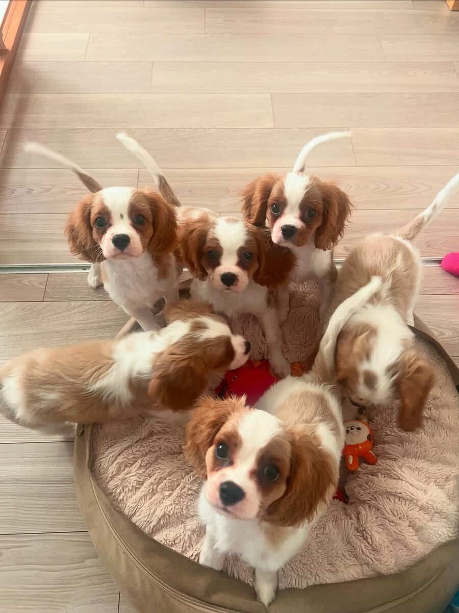 AKC Cavalier King Charles Spaniel Puppies Availabl image 4