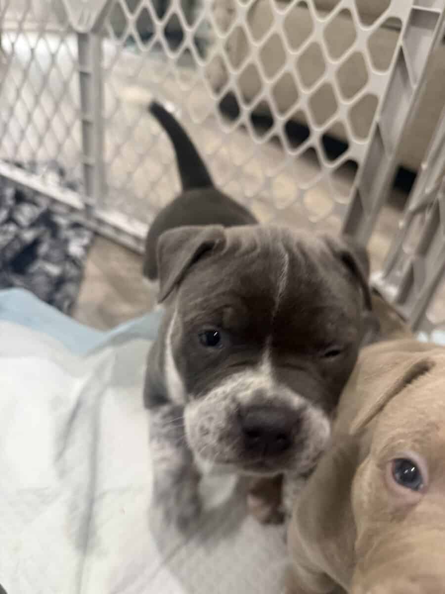 Blue tic pocket bully male image 4