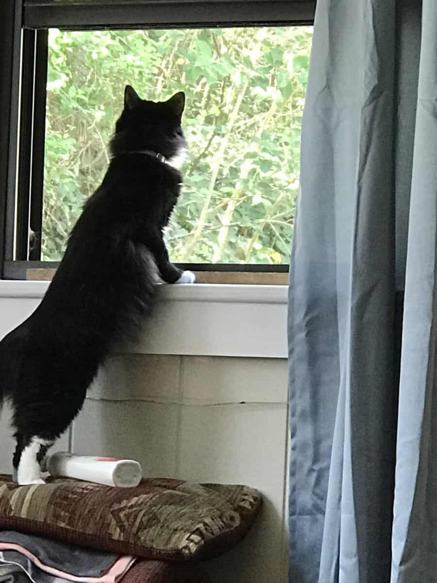 Sweet, Lazy Female Cat Needs a Home image 18