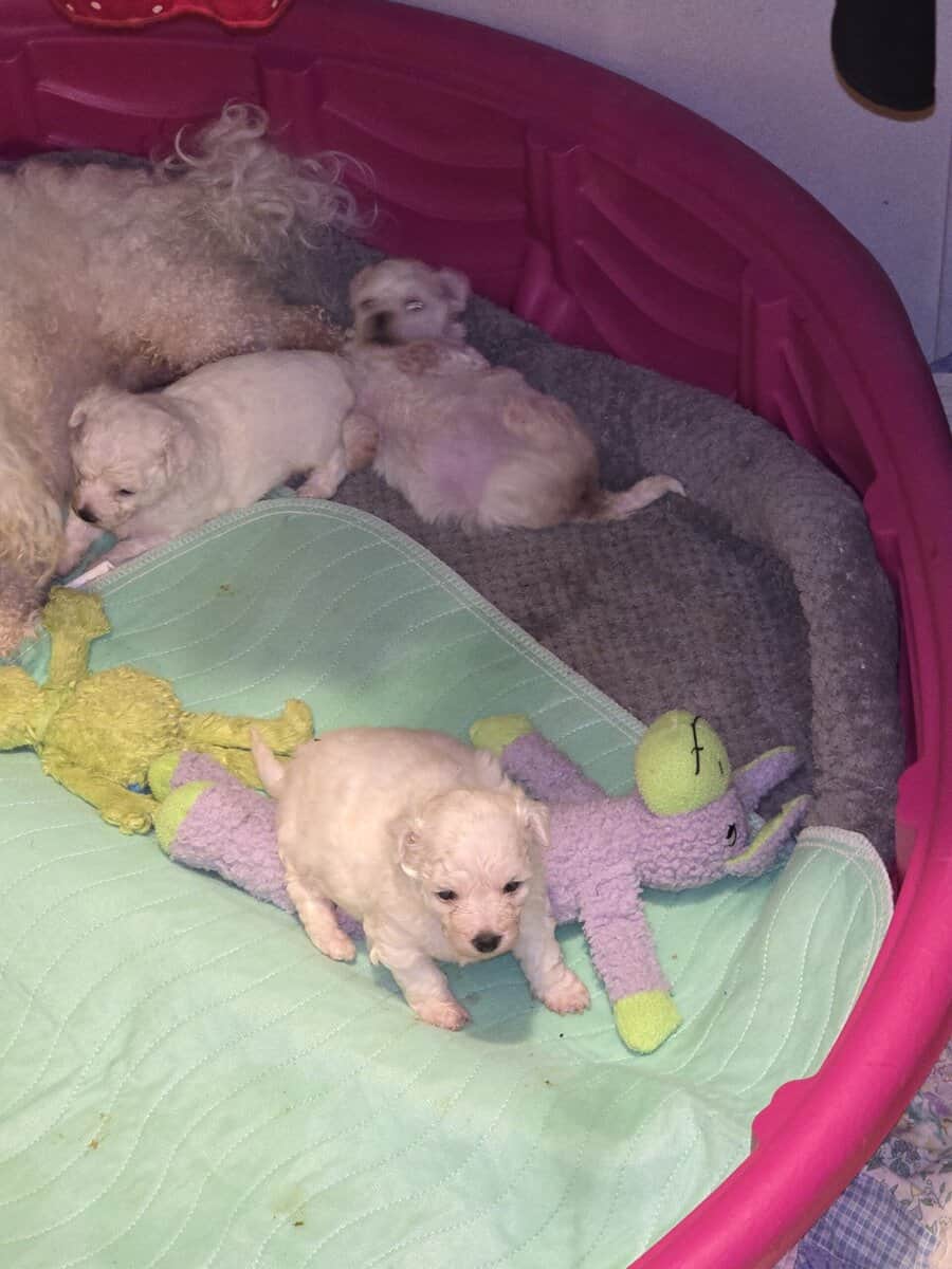CHRISTMAS BICHON PUPPIES image 3