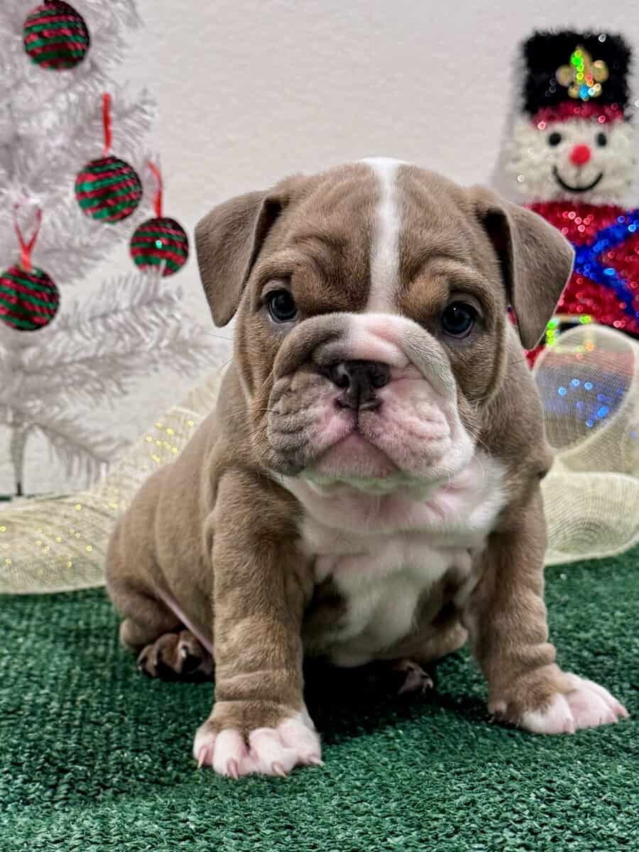 English Bulldog Puppies image 1
