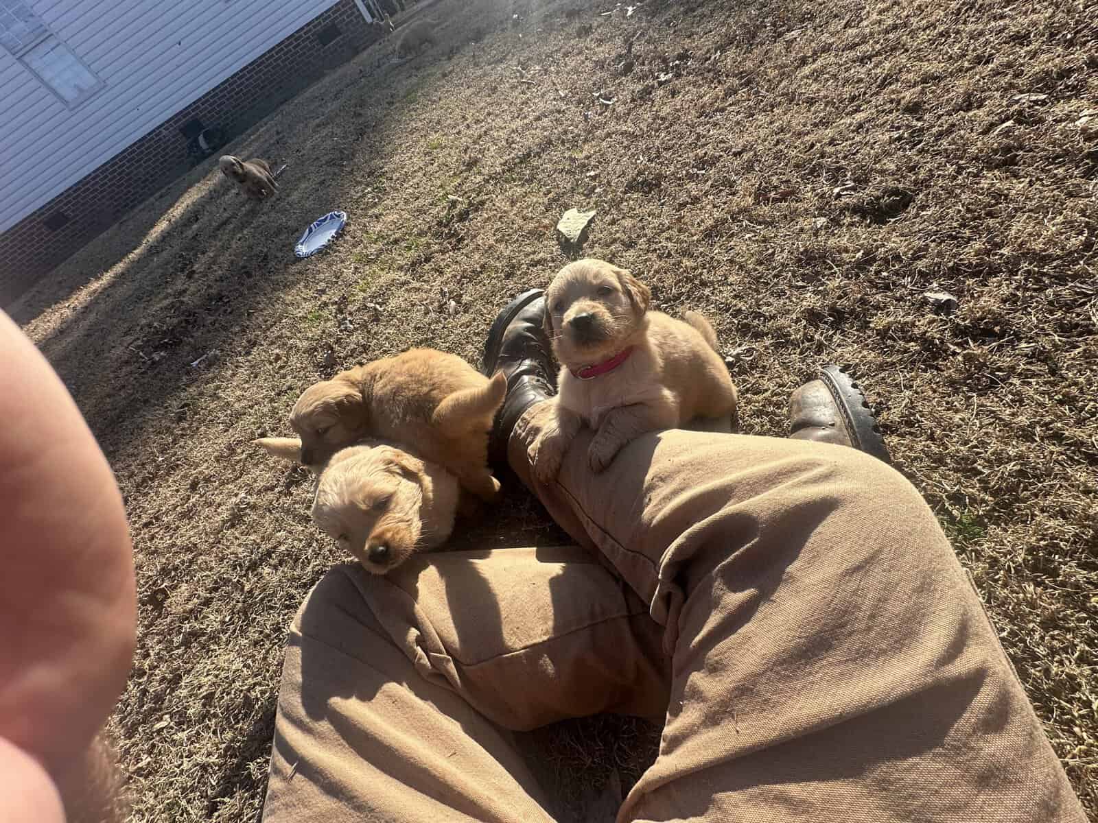 AKC Golden Retriever pups image 4