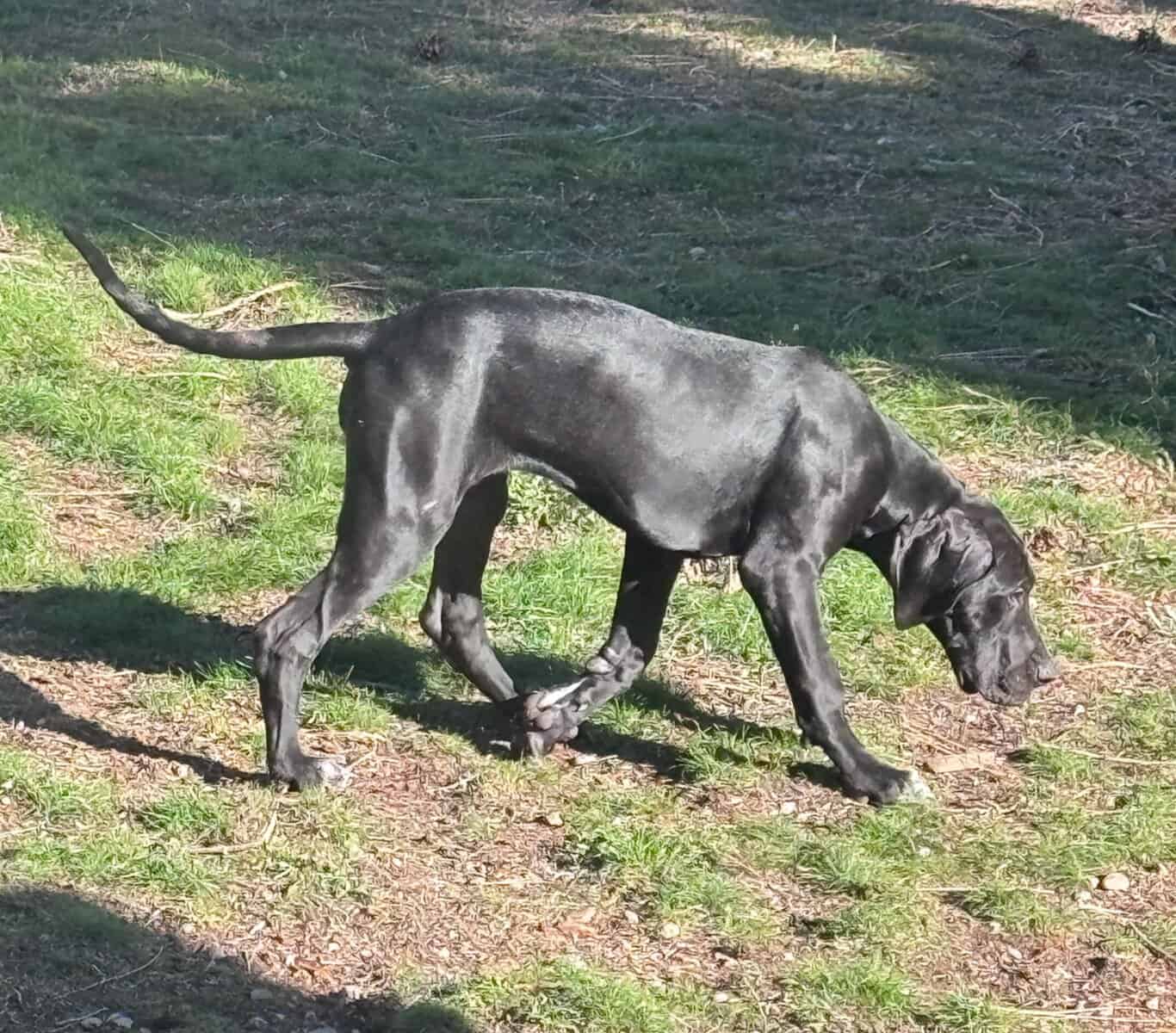 Great Dane Puppies Needing Loving Homes image 9