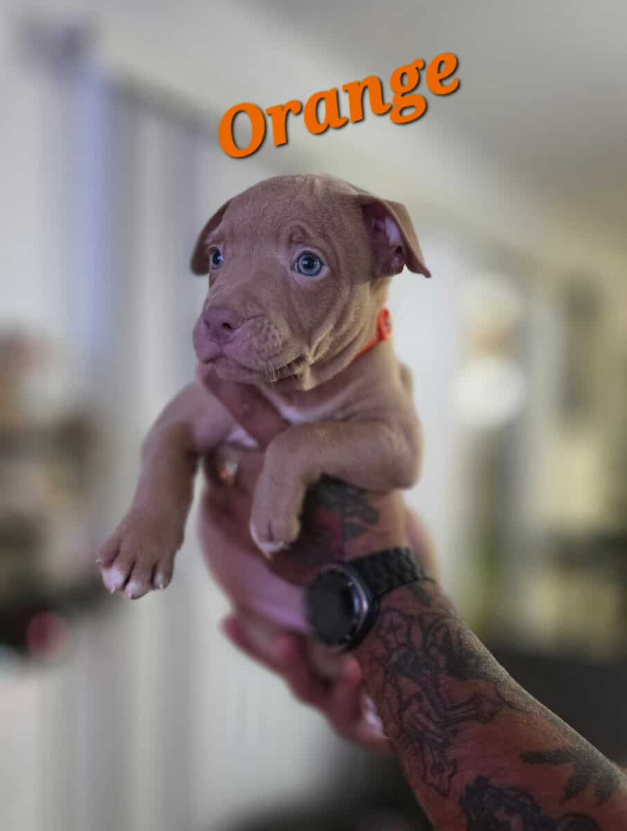 Male pitbull puppies image 4