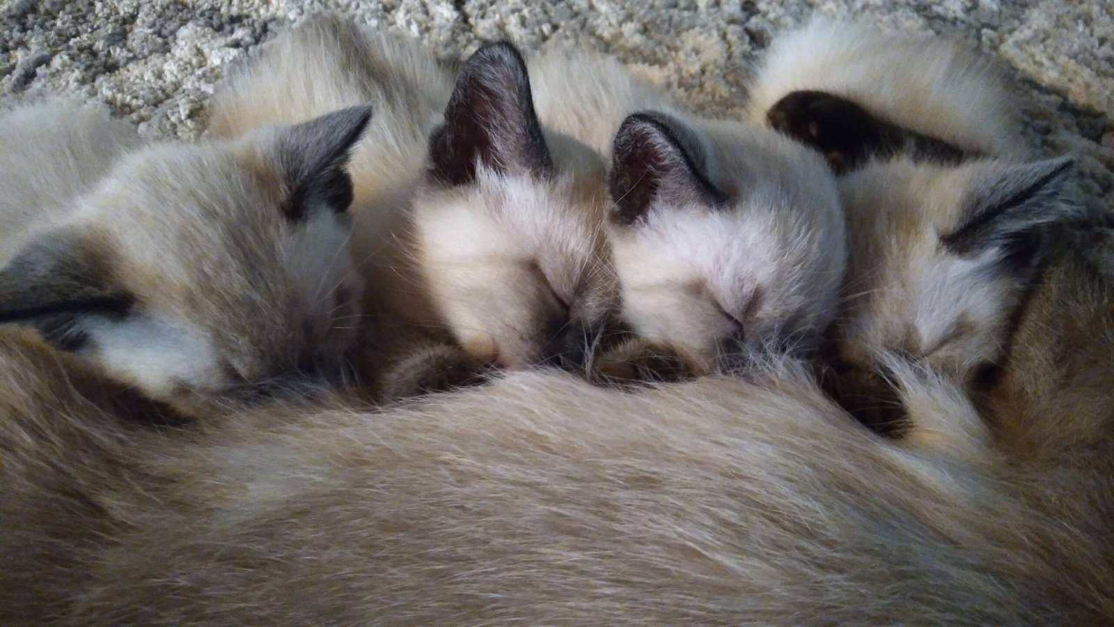 siamease kittens image 7