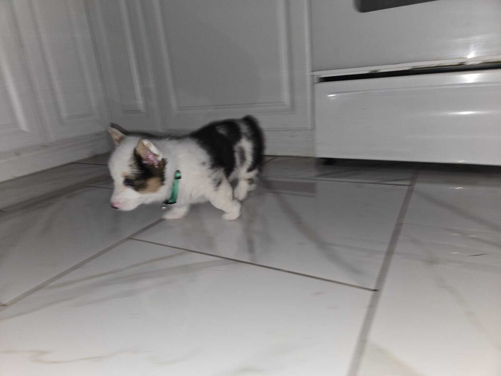 American corgi image 2
