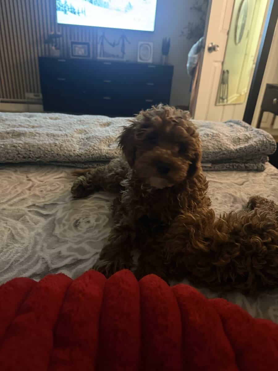 Red toy poodle image 3