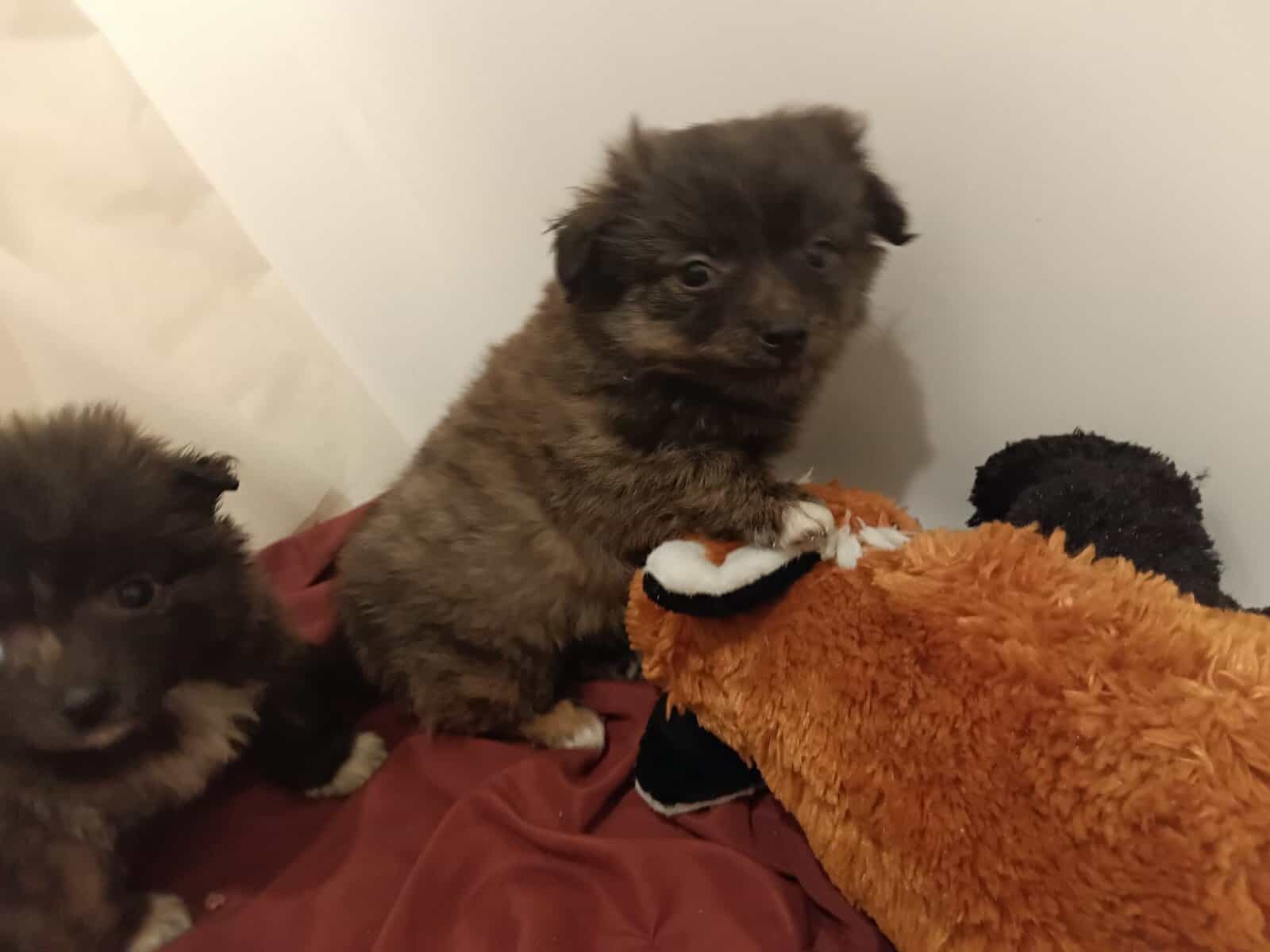 Porkies (pomeranian and Yorkie) image 10