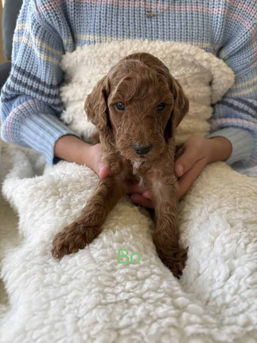 GORGEOUS GOLDENDOODLE PUPPIES! image 4