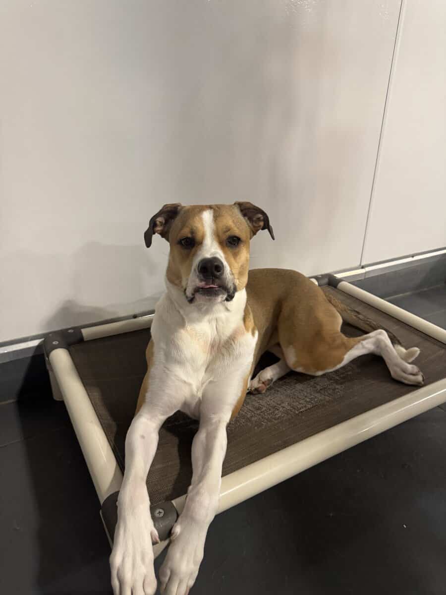 Blanche needs a home quickly! image 6