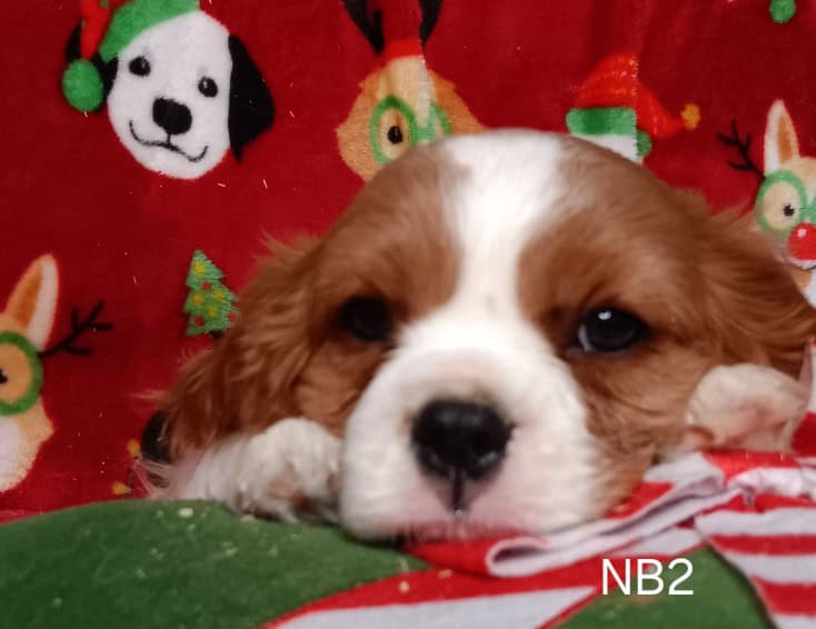 AKC Cavalier Puppies image 3