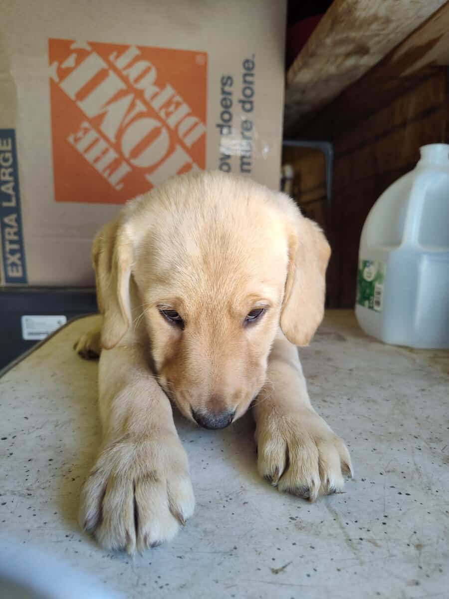 Golden Retriever and Chocolate lab pups image 8