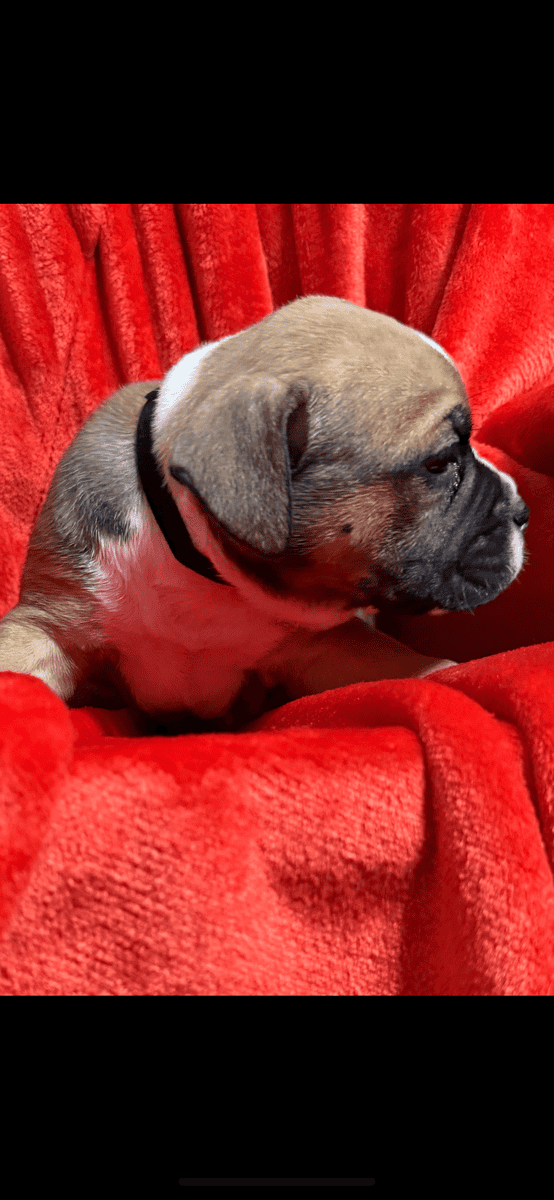 Pups for sale image 1
