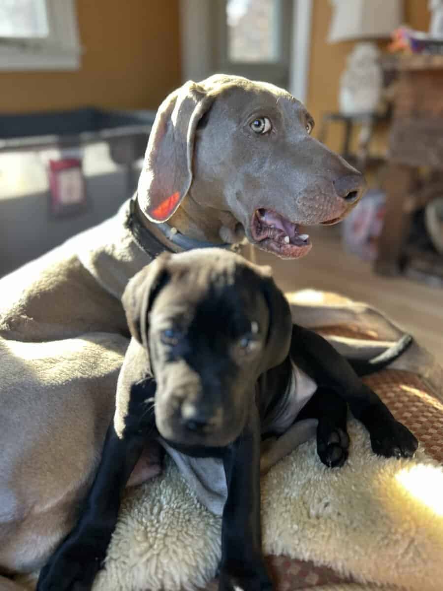 Boweimer pups image 12
