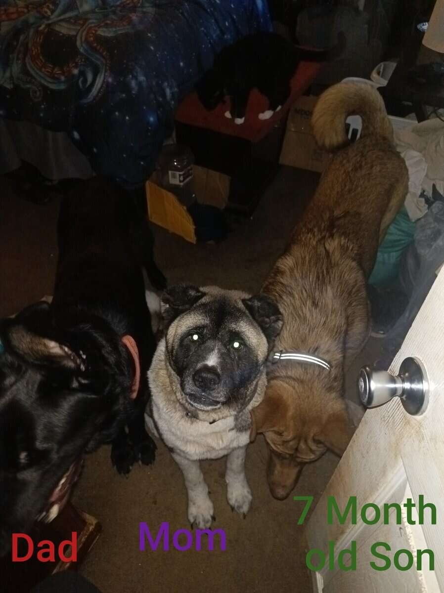 Japanese Akita/German Shepherd puppies image 2